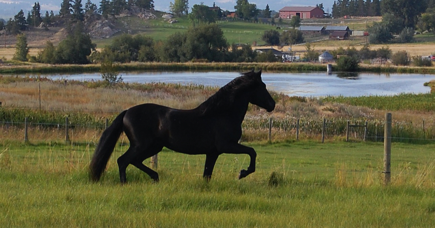 Black_PRE_Stallion